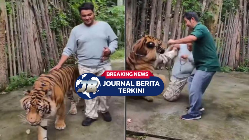 Video Detik-Detik Turis India Diterkam Saat Mau Selfie dengan Harimau