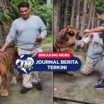 Video Detik-Detik Turis India Diterkam Saat Mau Selfie dengan Harimau