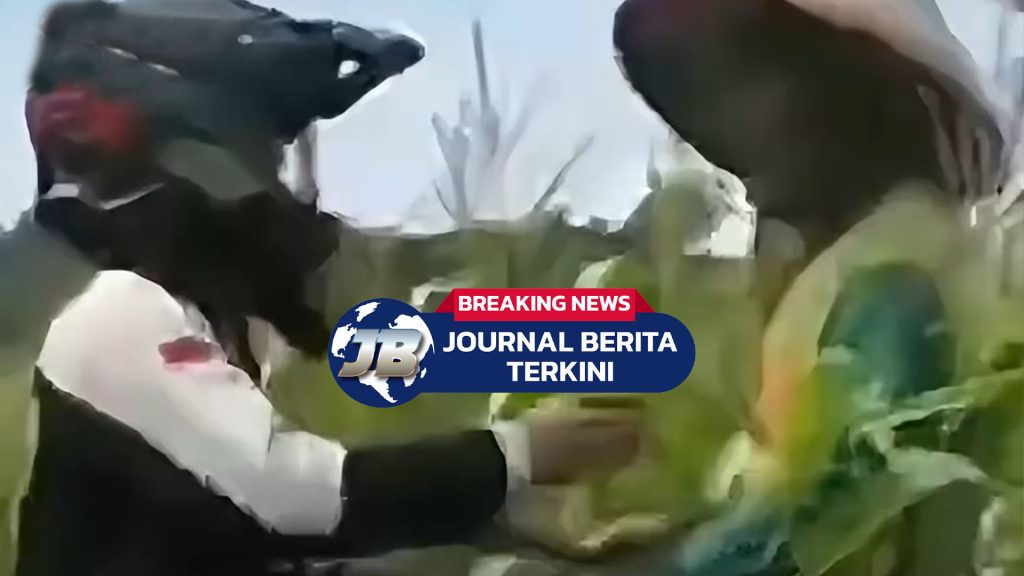 Viral Petani Jagung di Brebes Emosi Pengendara Motor Trail Terobos Ladang