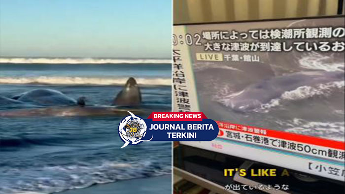 [VIDEO] 4 Ekor Paus Terdampar di Hirasuna Chiba, Jepang, Akibat Tsunami