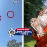 [VIDEO] Cukup Akal Sehat, Tak Perlu Anggaran! Aksi Unik Damkar Cianjur Selamatkan Burung Hantu dengan Layangan