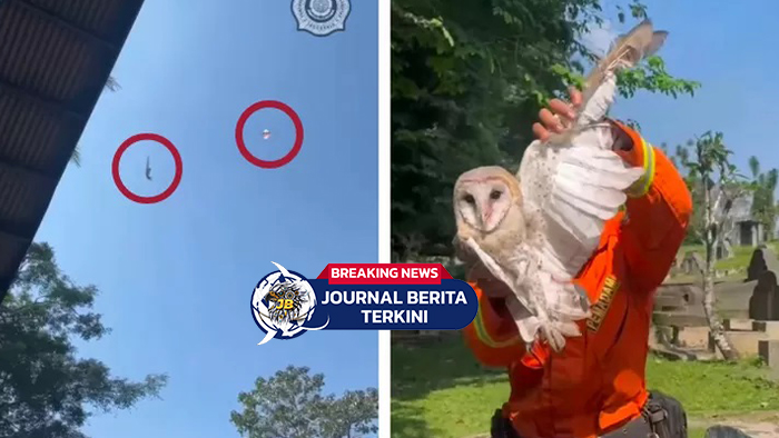 [VIDEO] Cukup Akal Sehat, Tak Perlu Anggaran! Aksi Unik Damkar Cianjur Selamatkan Burung Hantu dengan Layangan