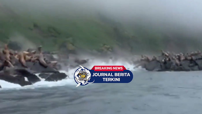 [VIDEO] Gempa! Singa Laut di Russia Nyebur ke Laut Akibat Gempa Dahsyat