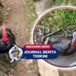 [VIDEO] Momen Kurir Dikejar Kalkun saat Antarkan Paket hingga Motornya Ditinggal Kabur