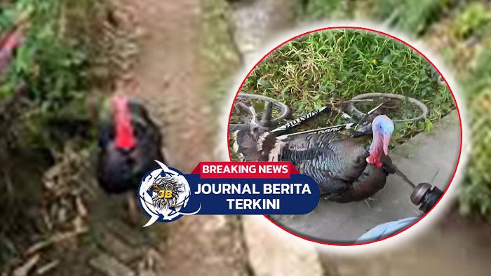 [VIDEO] Momen Kurir Dikejar Kalkun saat Antarkan Paket hingga Motornya Ditinggal Kabur