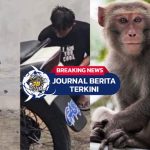 [VIDEO] Viral Pria Ini Berperilaku Aneh Usai Diduga Lempar Monyet di Monkey Forest Ubud