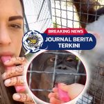 Video Petinju Rusia Dikecam Usai Biarkan Orangutan Isap Vape, Kini dalam Kondisi Memprihatinkan