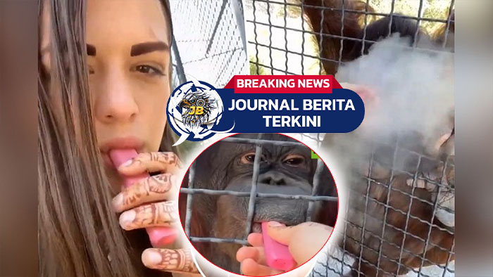 Video Petinju Rusia Dikecam Usai Biarkan Orangutan Isap Vape, Kini dalam Kondisi Memprihatinkan