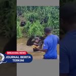 [VIDEO] Simpanse Ini Balas Kebaikan Pria yang Memberinya Makan dengan Pelukan Tulus