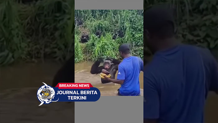 [VIDEO] Simpanse Ini Balas Kebaikan Pria yang Memberinya Makan dengan Pelukan Tulus