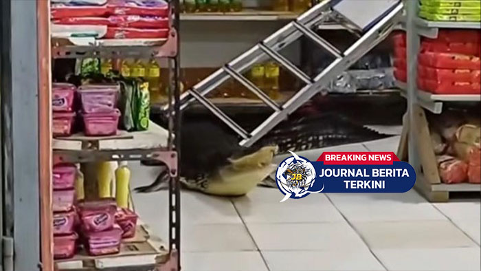 [VIDEO] Warga di Maluku Utara Dihebohkan Buaya Besar yang Masuk Minimarket