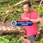 [VIDEO] Hebohkan Masyarakat! Detik-Detik Ular Ditangkap Usai Menelan Sapi Warga