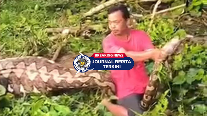 [VIDEO] Hebohkan Masyarakat! Detik-Detik Ular Ditangkap Usai Menelan Sapi Warga