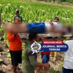 [VIDEO] Lupa Matikan Jebakan Tikus! Dua Petani di Bojonegoro Tewas Tersengat