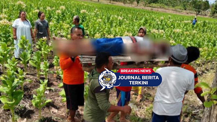[VIDEO] Lupa Matikan Jebakan Tikus! Dua Petani di Bojonegoro Tewas Tersengat