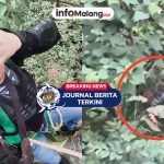 [VIDEO] Mengerikan! Pria Malaysia Bertahan 4 Jam di Atas Pohon Saat Dikepung Harimau