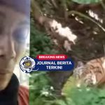 [VIDEO] Diintai harimau, Bapak Ini Bertahan di Atas Pohon
