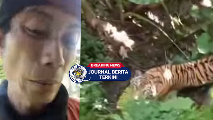 [VIDEO] Diintai harimau, Bapak Ini Bertahan di Atas Pohon