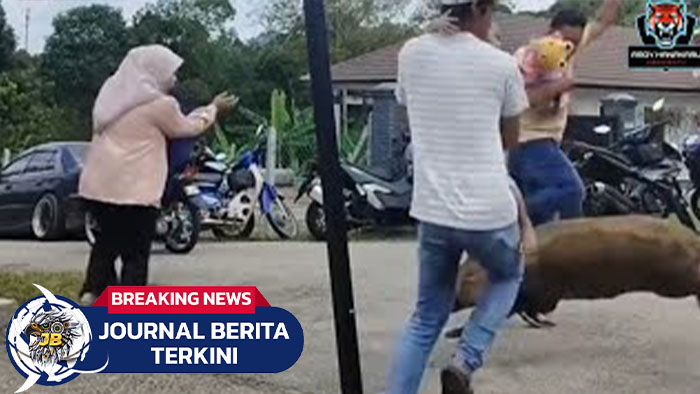 [VIDEO] Kaget! Tiba-Tiba Seekor Babi Muncul dan Berlari Kencang Saat Orang-Orang Sedang Menunggu Pengantin