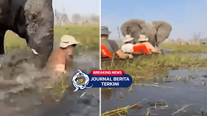 [VIDEO] Menegangkan! Detik-detik Mencekam Turis Asyik Safari Naik Kano di Rawa-rawa Kena Amuk Gajah Liar
