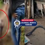 [VIDEO] Sahabat Ocang Ungkap Detik-detik Duel Maut Korban Lawan King Cobra 4 Meter