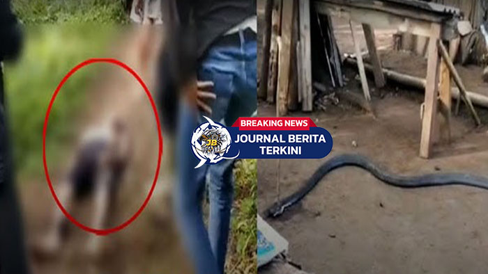 [VIDEO] Sahabat Ocang Ungkap Detik-detik Duel Maut Korban Lawan King Cobra 4 Meter