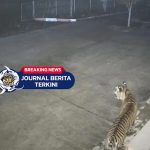 [VIDEO] Terpisah dari Induknya! Harimau Sumatera Masuk Kantor BRIN di Sumbar