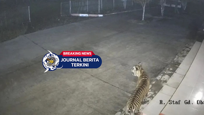 [VIDEO] Terpisah dari Induknya! Harimau Sumatera Masuk Kantor BRIN di Sumbar