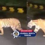 [VIDEO] Viral! Video Penampakan Harimau Sumatera di Pinggir Jalan Heboh di Media Sosial