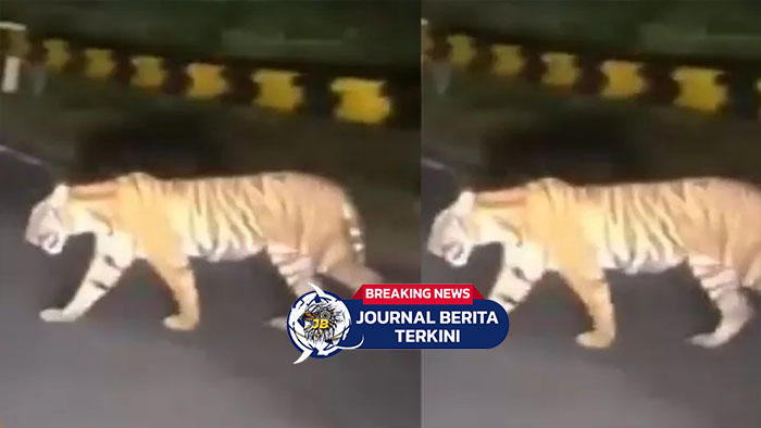 [VIDEO] Viral! Video Penampakan Harimau Sumatera di Pinggir Jalan Heboh di Media Sosial