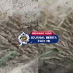 [VIDEO] Warga Tarailu Heboh! Jutaan Udang Kecil Naik ke Darat di Sekitar Jembatan