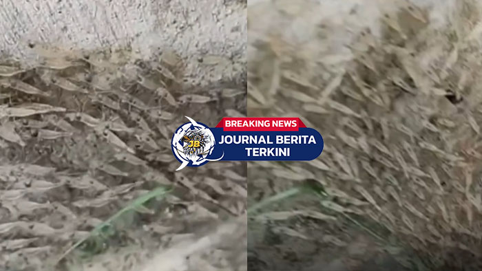 [VIDEO] Warga Tarailu Heboh! Jutaan Udang Kecil Naik ke Darat di Sekitar Jembatan