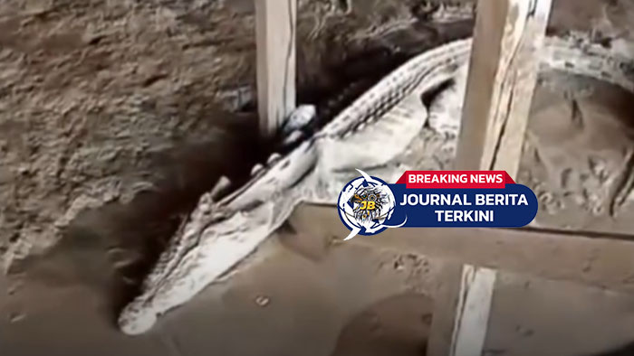 [VIDEO] Kurus Banget! Penampakan Buaya Kurus di Bawah Rumah Warga