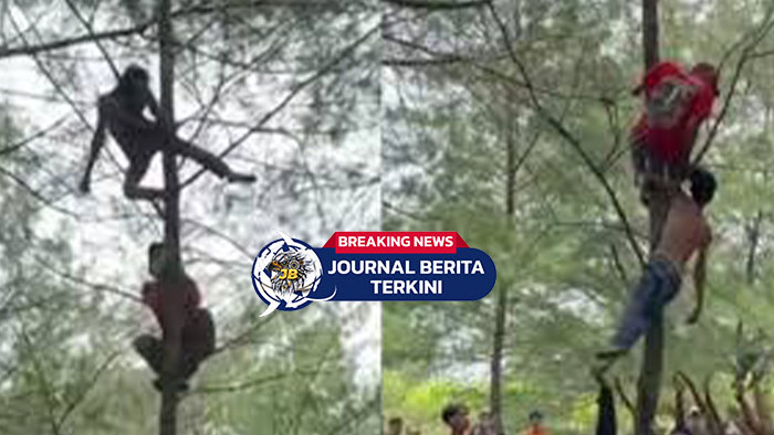 [VIDEO] Mabok! Viral Pria Memanjat Pohon dan Tertidur, Warga Kebumen Turun Tangan