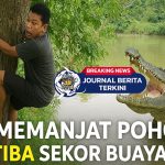 [VIDEO] Viral! Detik-Detik Pria Memanjat Pohon Tiba-Tiba Sekor Buaya Lewat