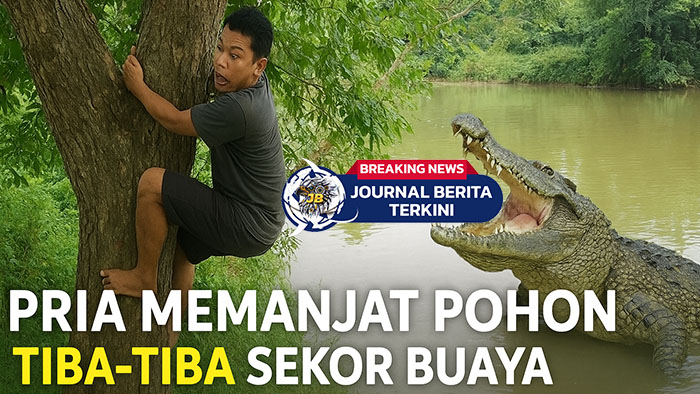 [VIDEO] Viral! Detik-Detik Pria Memanjat Pohon Tiba-Tiba Sekor Buaya Lewat