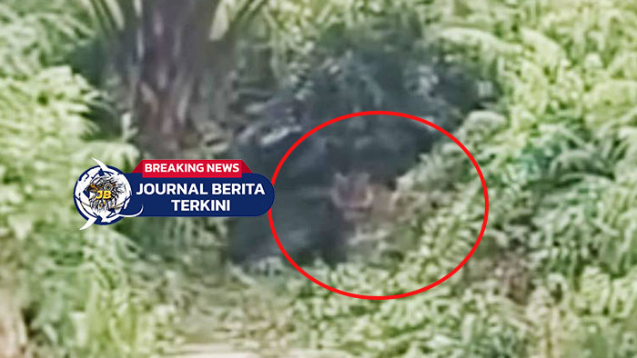 [VIDEO] Viral Penampakan Harimau Sumatra di Jalan Lintas Siak–Dayun, Warga Diimbau Waspada