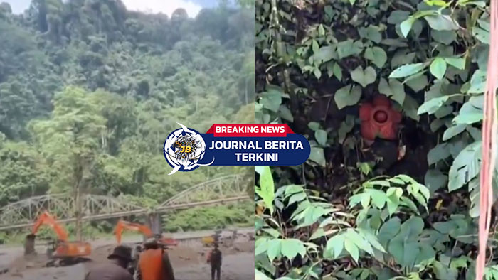[VIDEO] Di Balik Pencarian Korban, Anggota TNI-Polri Temukan Raflesia Mekar di Padang Panjang