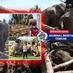 [VIDEO] Gajah Sumatera Dikerahkan Bersihkan Kayu Gelondongan di Pidie Jaya