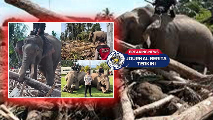 [VIDEO] Gajah Sumatera Dikerahkan Bersihkan Kayu Gelondongan di Pidie Jaya